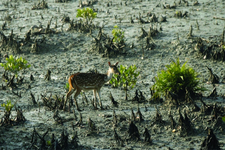 The impact of climate change on Sundarbans