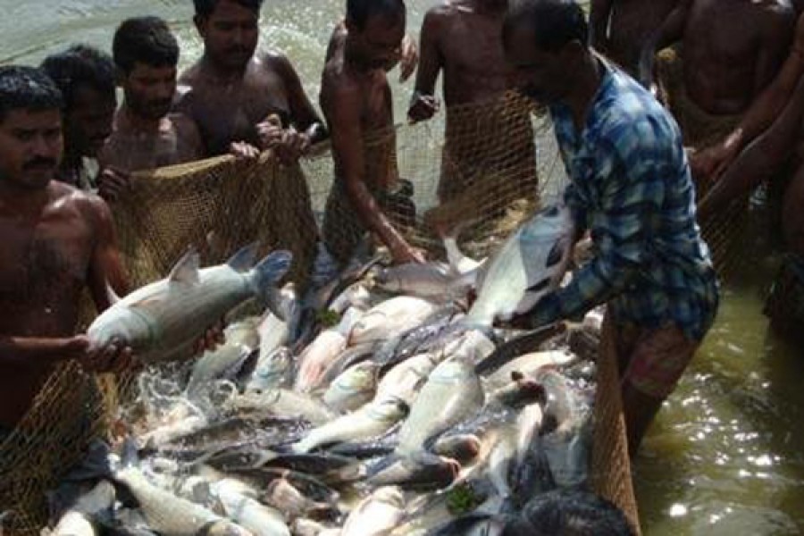 Bangladesh market for farmed fish up 25 times in three decades