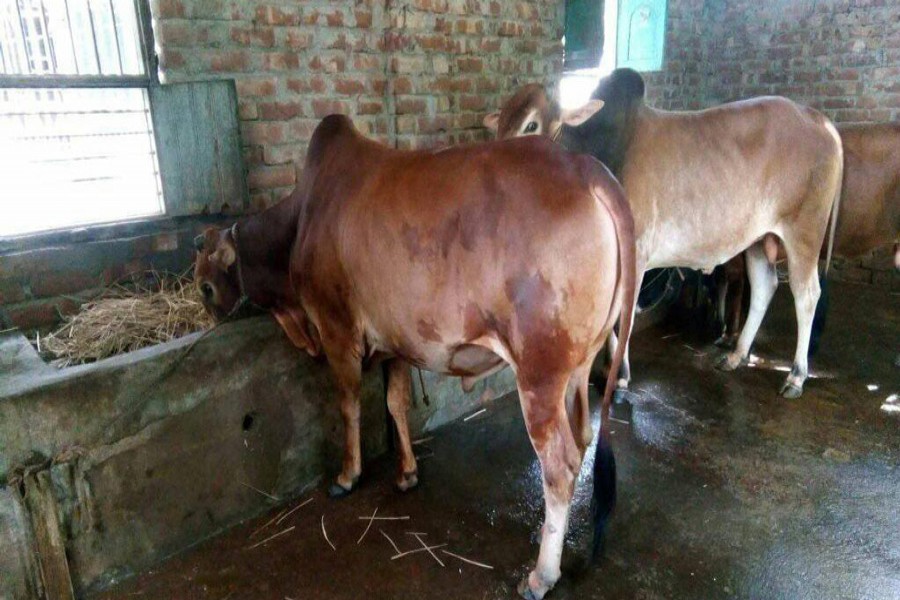 Low market prices dishearten cattle rearers in Bogra, Nilphamari dists