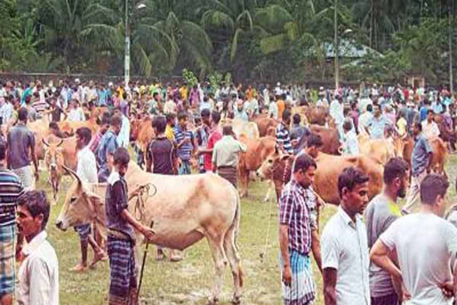 Khulna cattle markets humming with customers