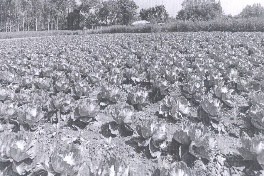 Cultivation of off-season cabbage, bean on the rise in Bogra