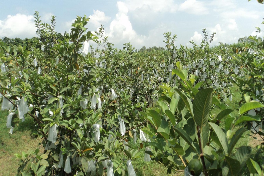 Thai guava cultivation gaining momentum in Tetulia of Panchagarh — FE Photo