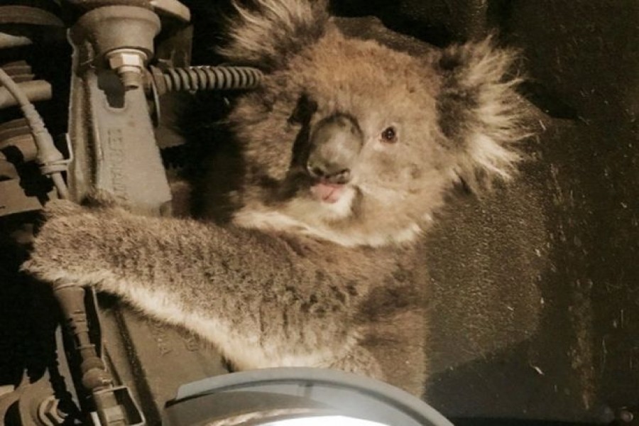 The wheel of the car had to be removed to free the animal. - Reuters photo