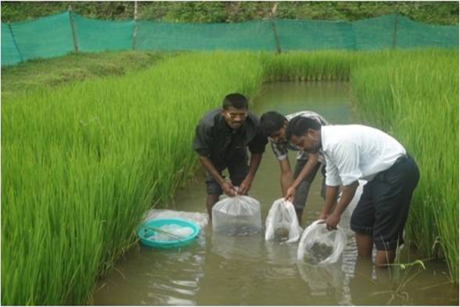 Fish cultivators and local fisheries officials releasing fish in a paddy field at Nayakandi village under Kotalipara Upazila in Gopalganj district recently. 	— FE Photo