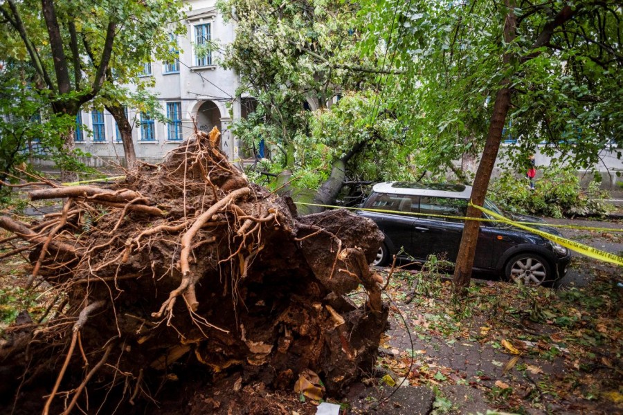 The area surrounding a fallen tree is cordoned off following a storm that tore through western Romania, in Timisoara, Romania on Sunday. - Reuters