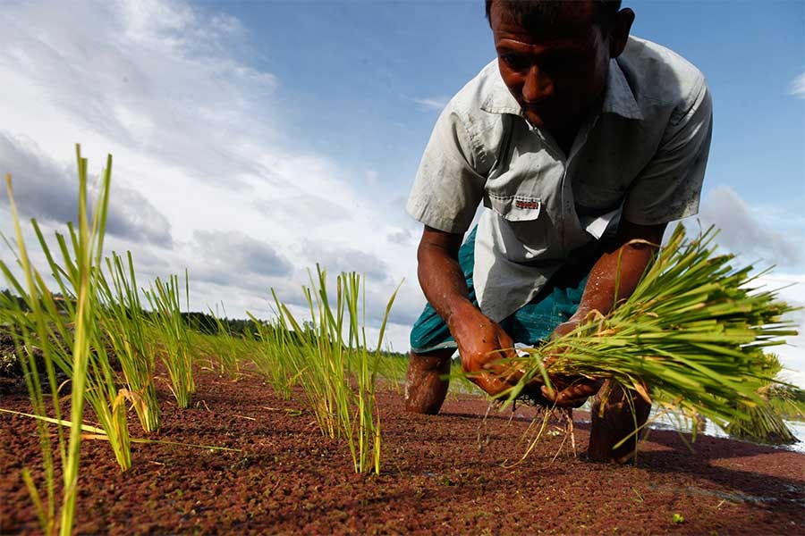 The agriculture loans disbursement grew by more than 35 per cent or Tk 7.31 billion in the first two months of the current fiscal year. In this file photo, a farmer seen planting rice in a paddy field. - FE photo