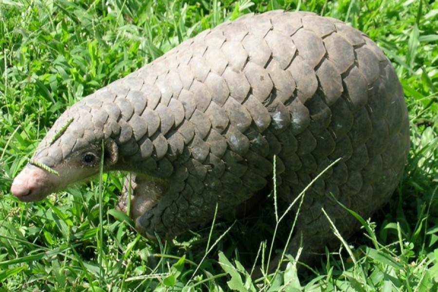 Researchers find Pangolins in Bangladesh