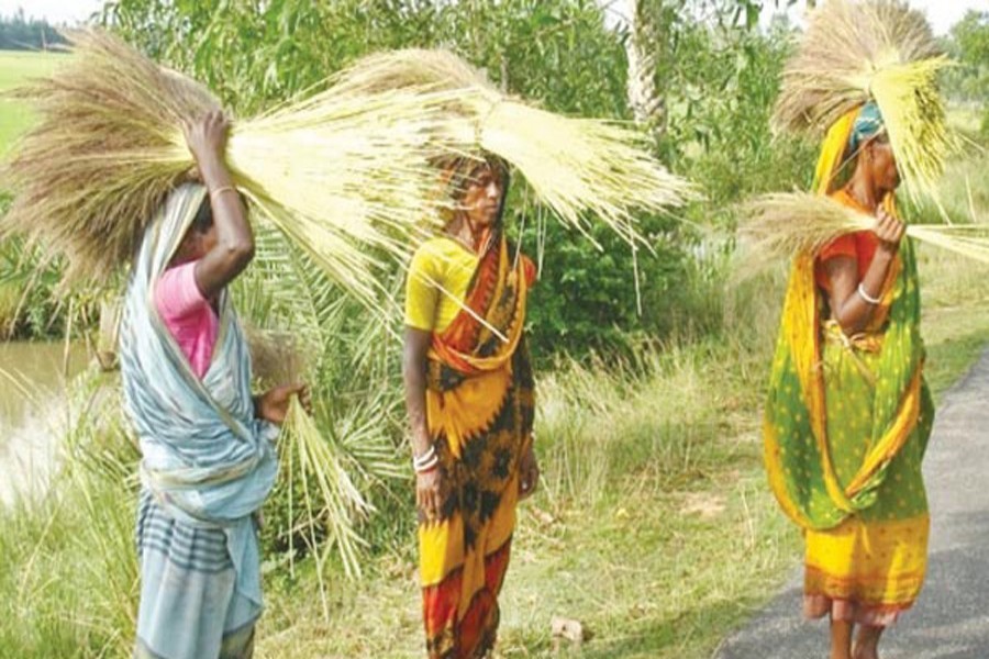 Ethnic women are collecting Kashful to make brooms in Tarash of Sirajganj. The photo was taken on Wednesday. — FE Photo