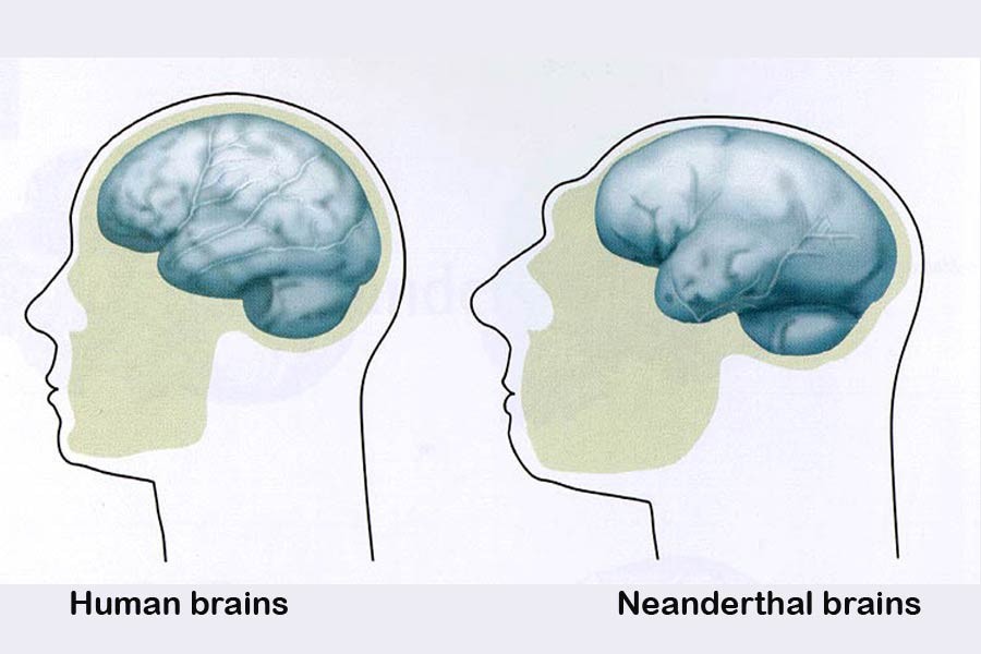 Neanderthal brains grew more slowly: Study
