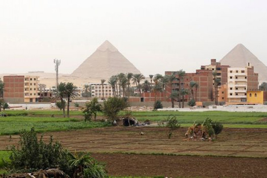 Farmers work at a rice field near the Great Giza pyramids on the outskirts of Cairo - Reuters Photo