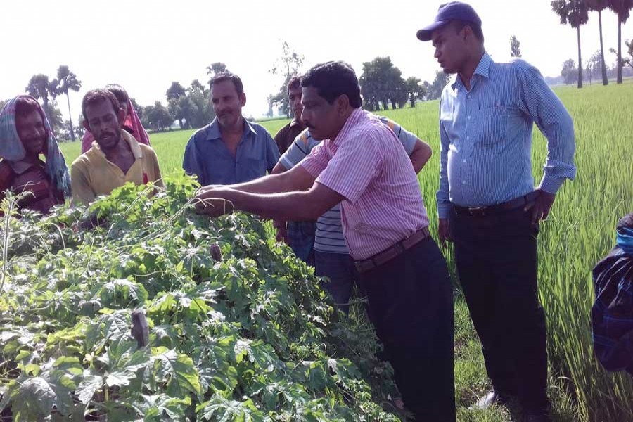 A high official of (DAE is monitoring a bitter gourd land in Khetlal upazila of Joypurhat on Monday.	— FE Photo
