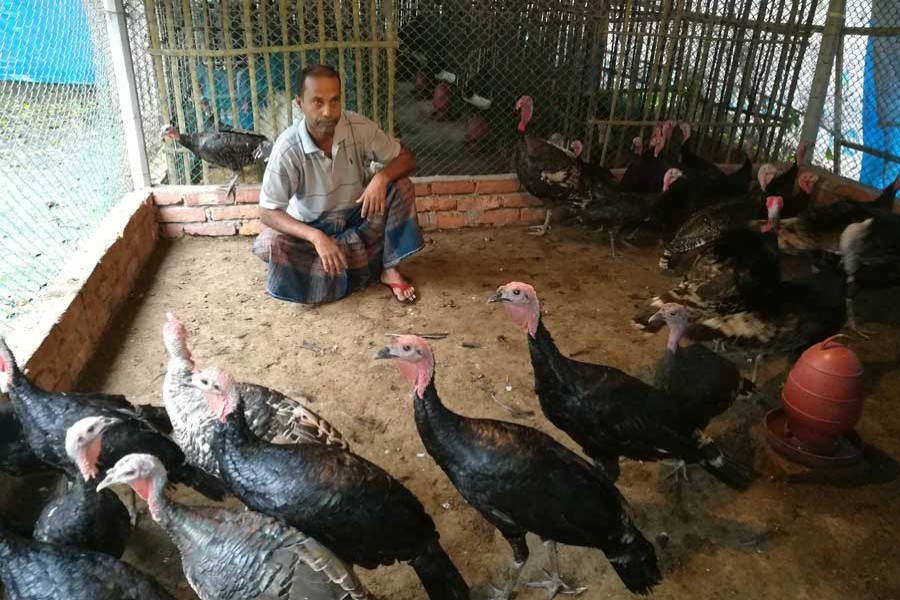 A turkey bird rearer takes care of his farm in Sokundi area of Gazipur city on Tuesday. 	— FE Photo