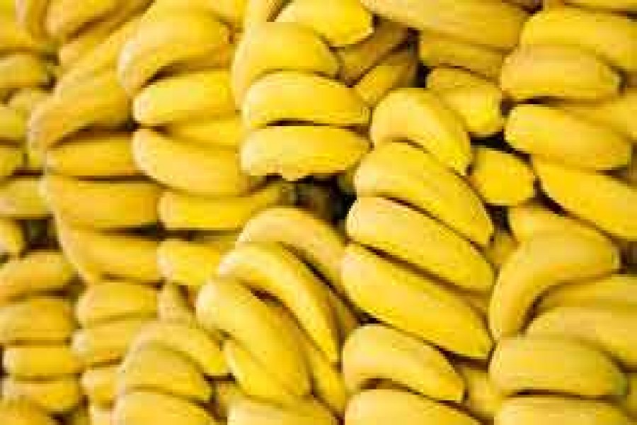 Rangpur growers attaining financial solvency from banana cultivation