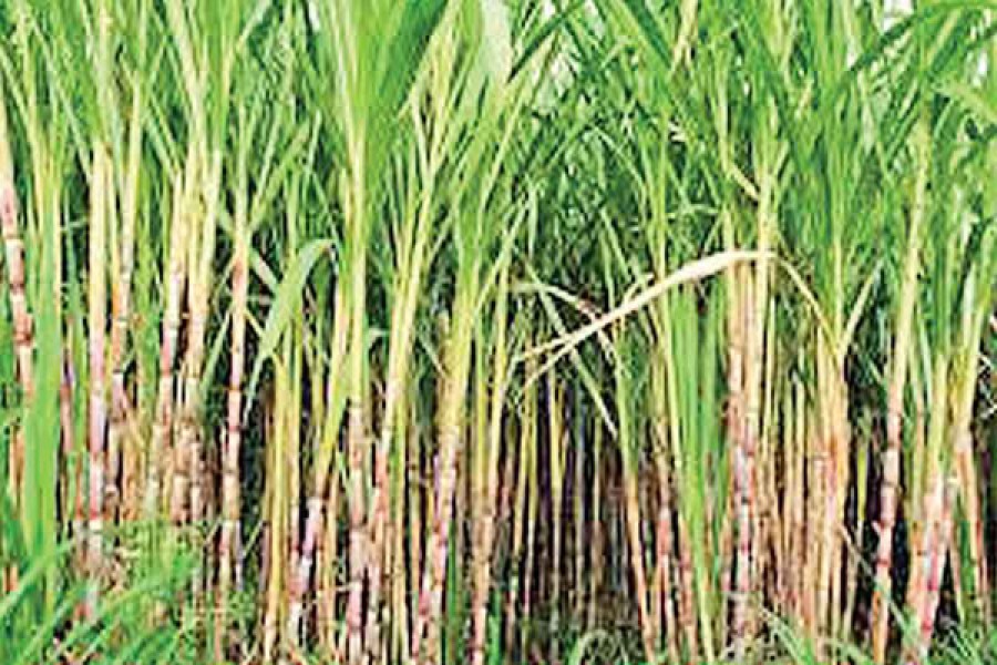 Shahriar for raising sugarcane cultivation