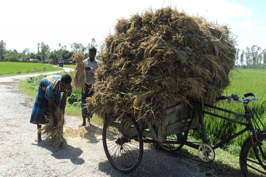 Farmers carry harvested Aus paddy on a three-wheeler in Dopara village under Shibganj upazila of Bogra on Tuesday. 	— FE Photo