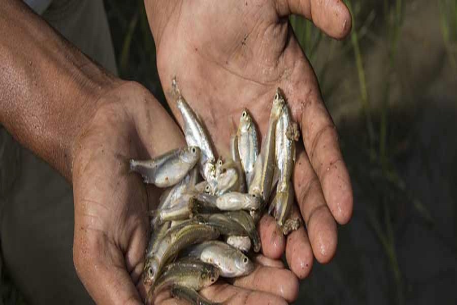 Indigenous fish species face extinction in Netrakona