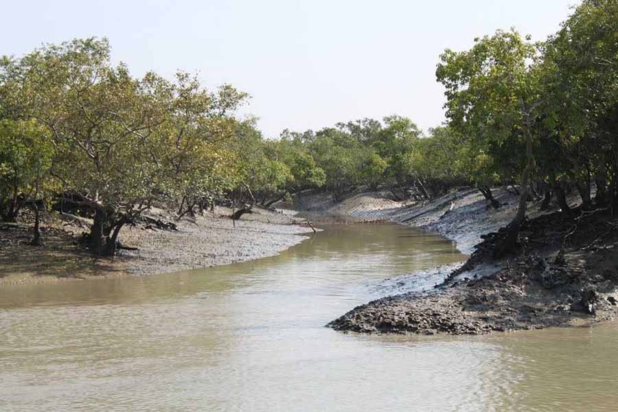 Save Sundarbans from the plunderers