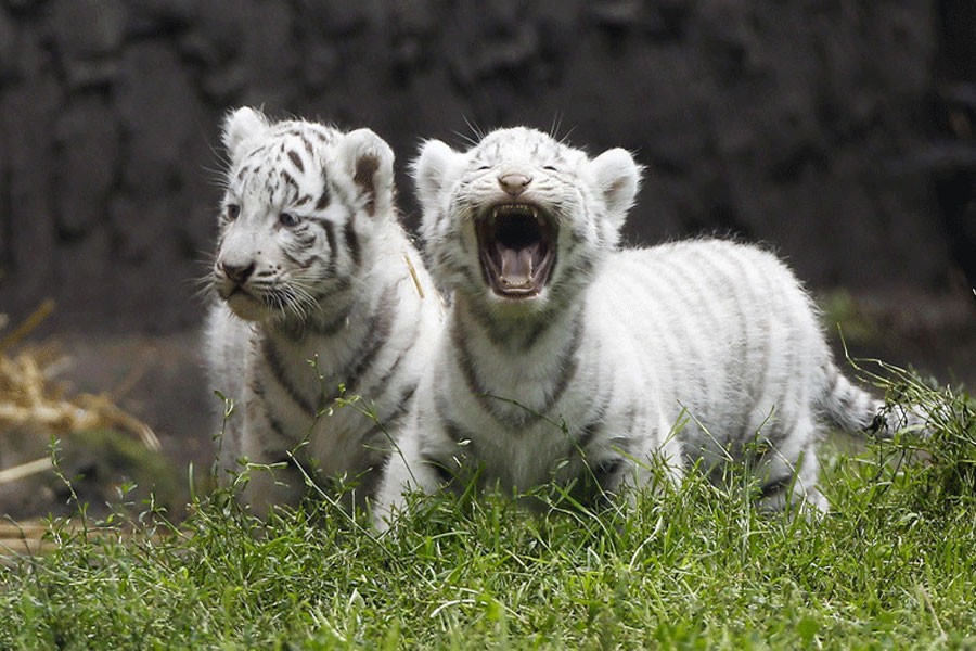 Two white tiger cubs, during their first time in the outside enclosure, in the Serengeti Park in Hodenhagen, lower saxony, northern Germany. (AP file photo)