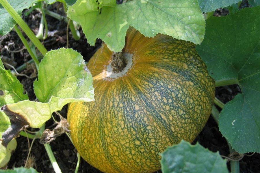 Pumpkin cultivation turns a boon for Panchagarh peasants