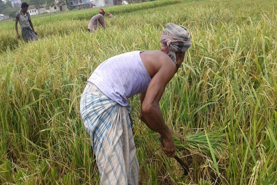 Labourers harvesting short-duration Aman paddy in a field at Mirzapur under Mithapukur upazila of Rangpur. The photo was taken on Monday. 	— FE Photo