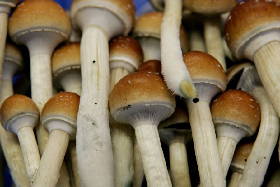 A drug derived from magic mushrooms helped improve symptoms of depression, according to a new study (AP photo)