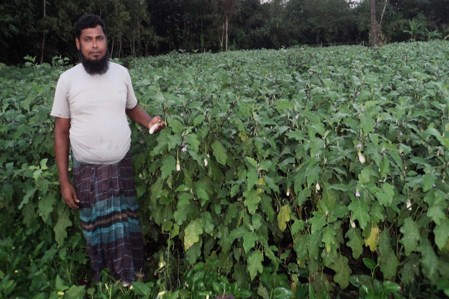 A farmer looks satisfied over the good production of brinjal in Aditmari of Lalmonirhat. The photo was taken on Sunday. 	— FE Photo