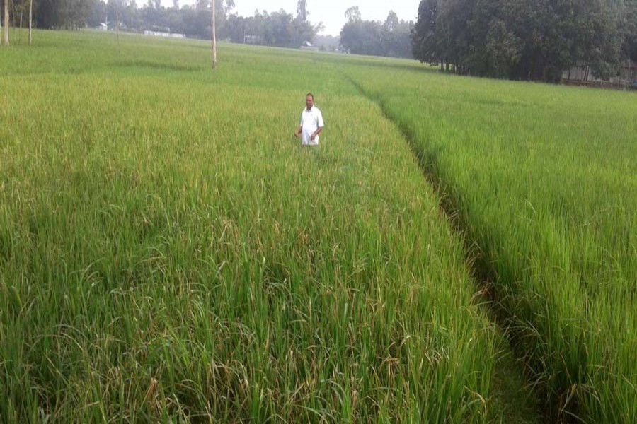 KURIGRAM: About 3,000 hectares of Aman field have come under pest attacks in Chilmari. Farmers get bewildered as even the use of insect killing medicines yields no results. The photo was taken on Wednesday. 	— Focus Bangla