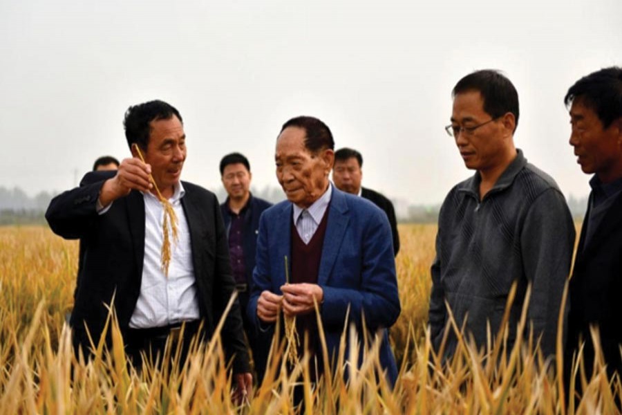 Yuan Longping (second left), the "father of hybrid rice", checks the growth of the variety in a field at an agricultural technology institute in Handan City, north China's Hebei province, October 15.  	— People's Daily of China photo by Shi Ziqiang