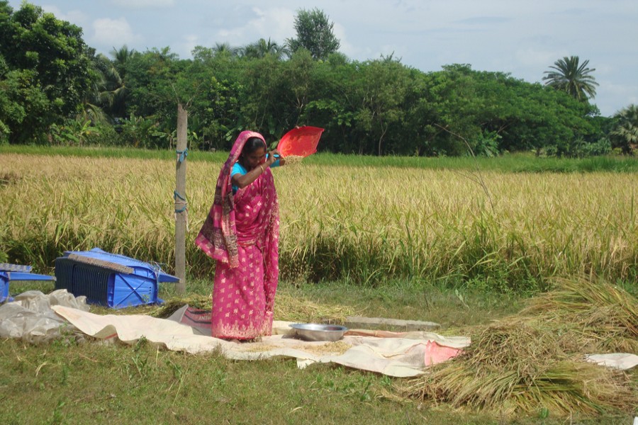 A village woman winnows newly-harvested BINA Dhan -16 paddy in Moshespur village under Kasiani upazula of Gopalganj. The photo was snapped on Wednesday. 	— FE Photo