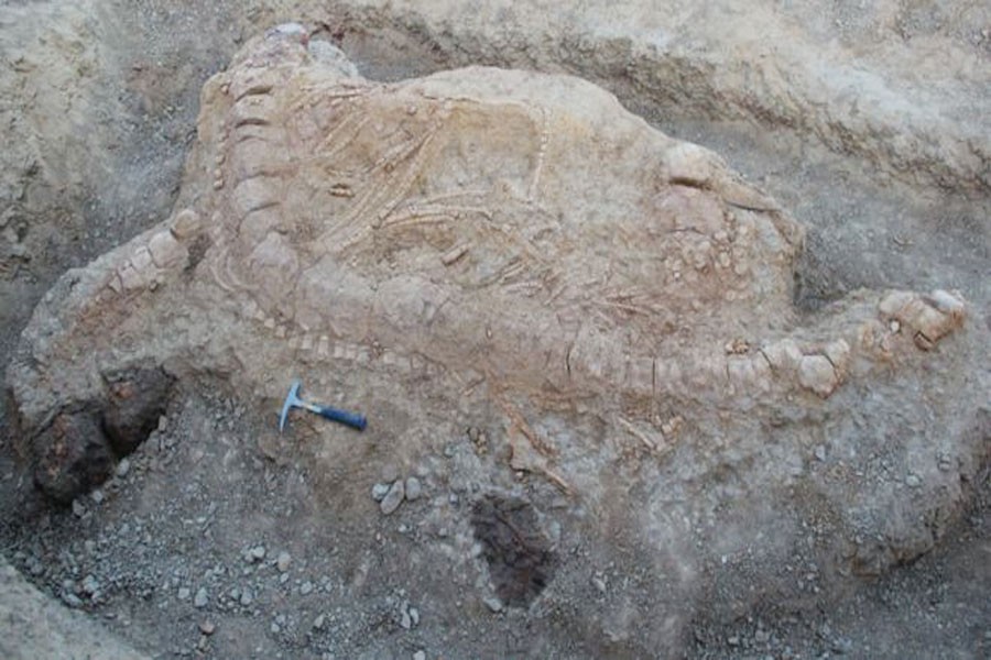 This is the first time an ichthyosaur fossil has been discovered in India. Courtesy: G Prasad