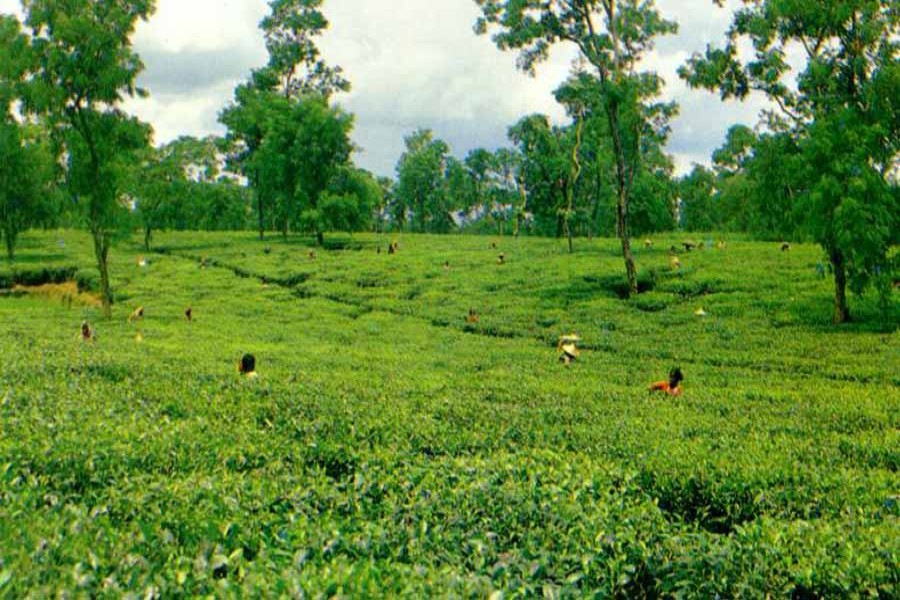 Boosting tea production