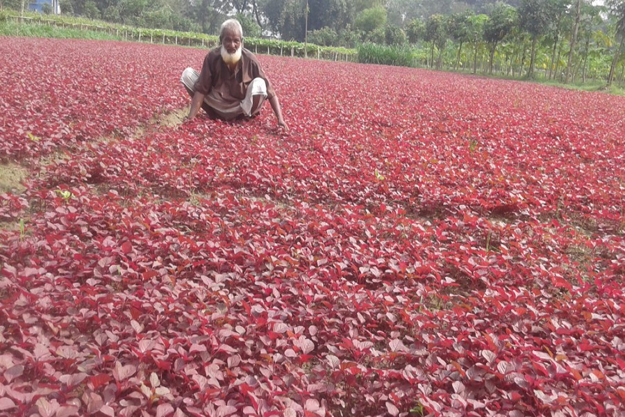 A red spinach field in Rupshi village of Ranipukur union under Mithapukur upazila of Rangpur. The picture was snapped on Thursday.	— FE Photo