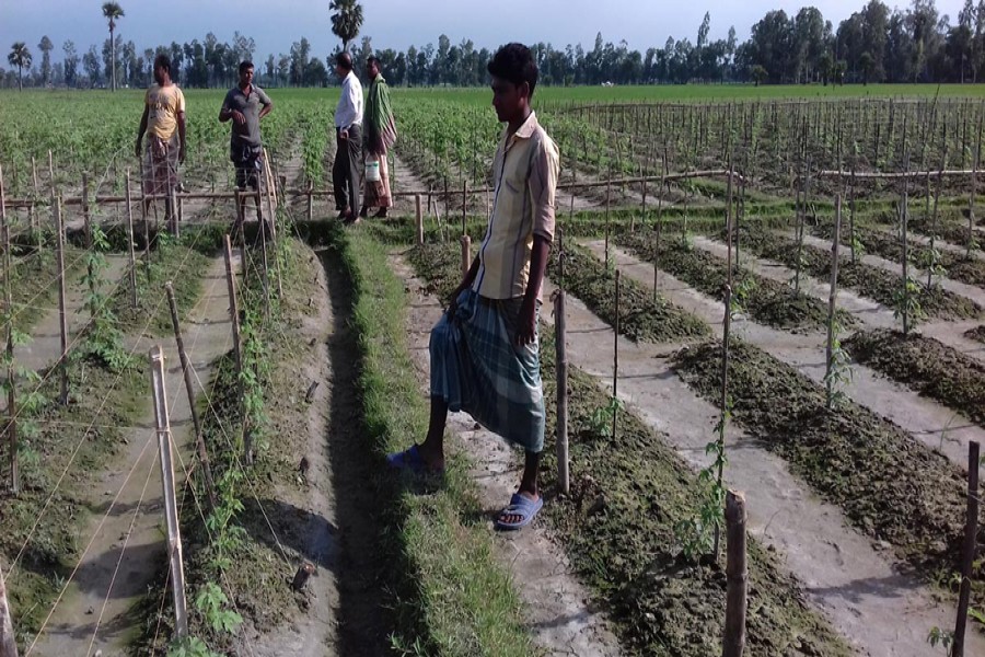 The farmers take care of a winter vegetable field in Kurigram. The photo was taken on Thursday. 	 	— FE Photo