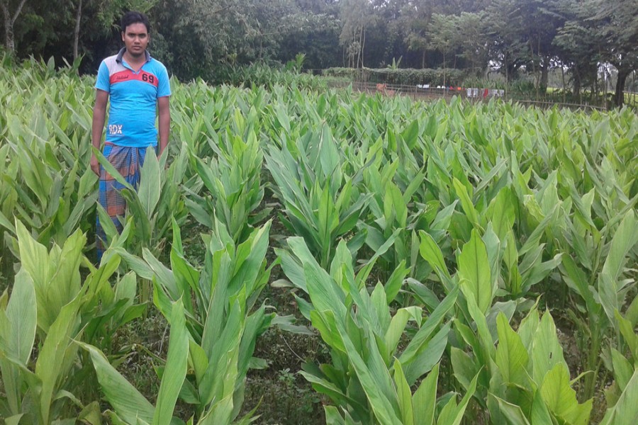 A partial view of a turmeric field in Dangapara village under Taraganj upazila in Rangpur. The photo was taken on Sunday. 	— FE Photo