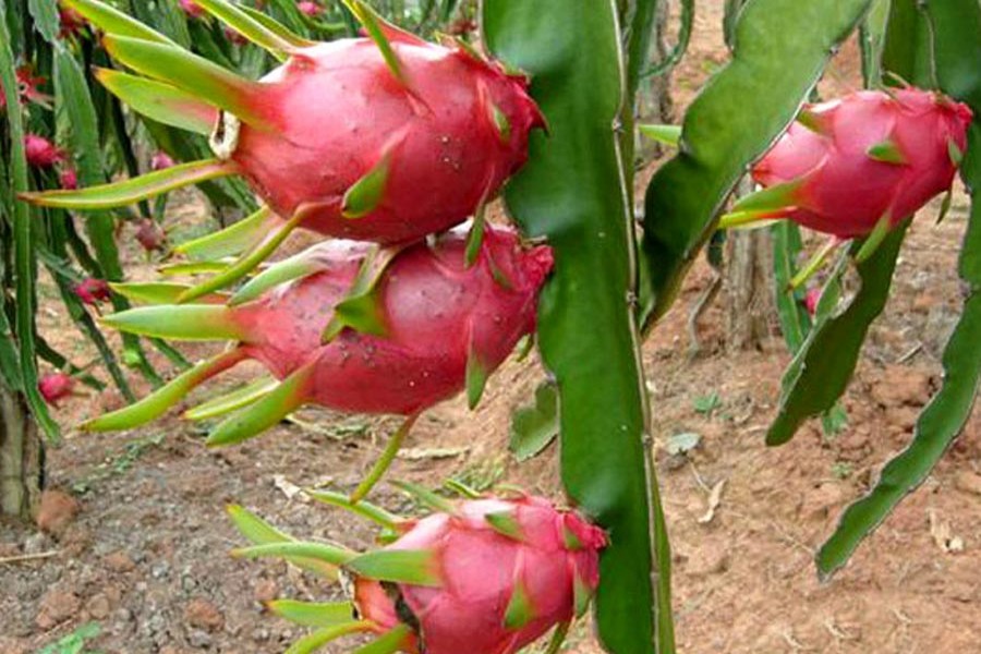 Khulna growers show interest in dragon fruit farming