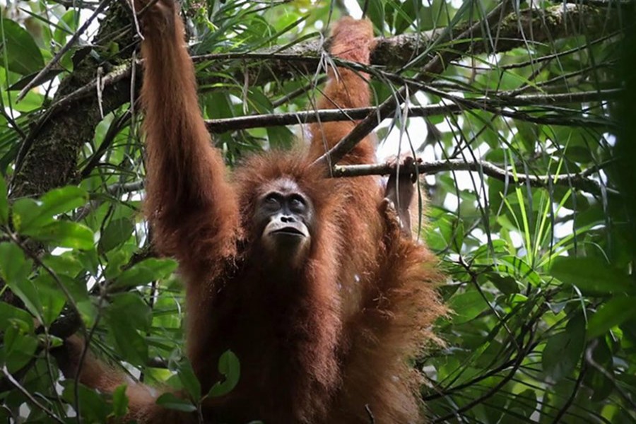 The species has been named the Tapanuli orangutan - a third species in addition to the Bornean and Sumatran. - BBC