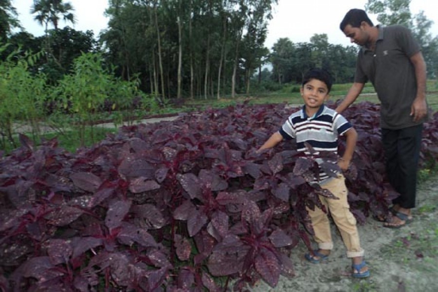 A partial view of a red spinach field in Sanjoypur village under Kahaloo upazila of Bogra. 	— FE Photo