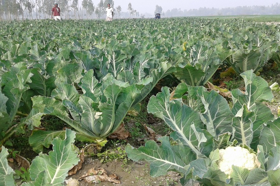 RANGPUR: A partial view of a field of an early variety of cauliflower in Jummakhanpara village of Ranipukur union under Mithapukur upazila. The photo was taken on Sunday. 	— FE Photo