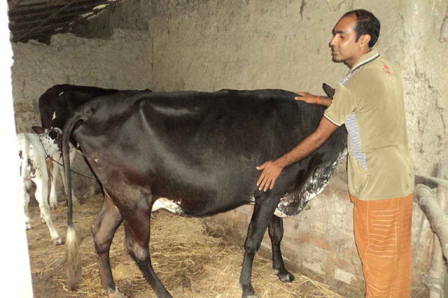 A brahma cow at a farmer's shed in Ektala village of Ratah Kandi union under Sirajganj Sadar. The snap was taken on Tuesday. 	— FE Photo