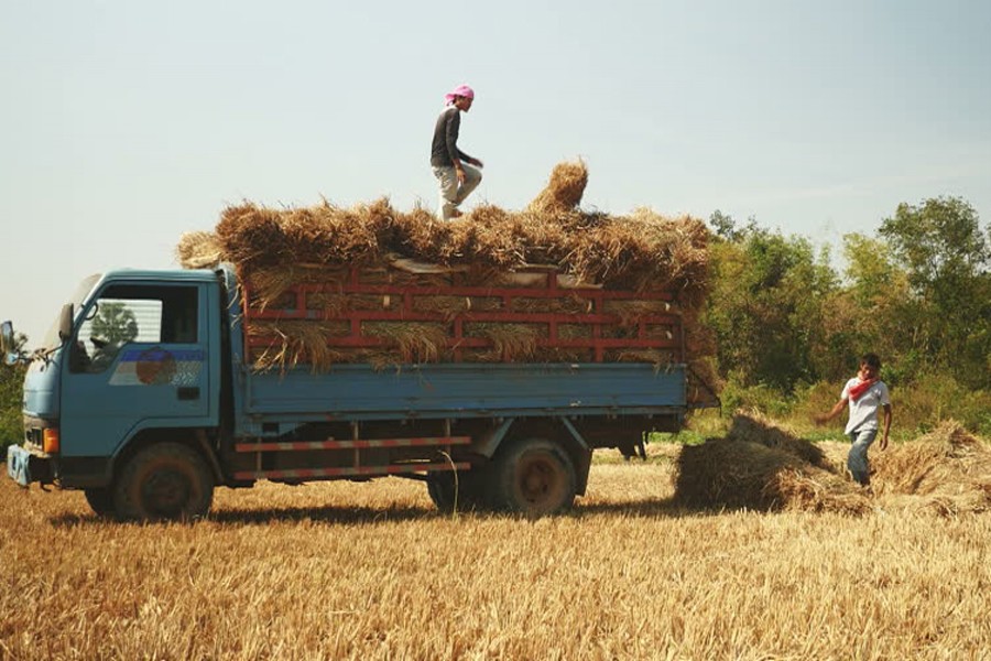 RAJSHAHI: A truck in Matikata village under Godagari upazila is being loaded with straw for transportation to different districts. The snap was taken on Wednesday. 	— FE Photo