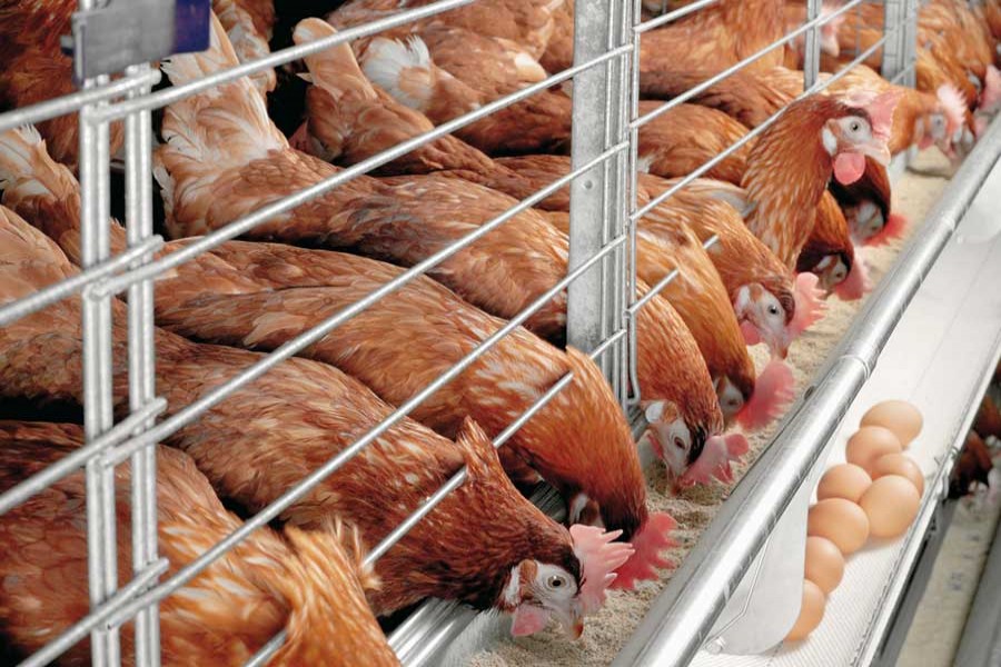 Six million people working in country’s poultry industry