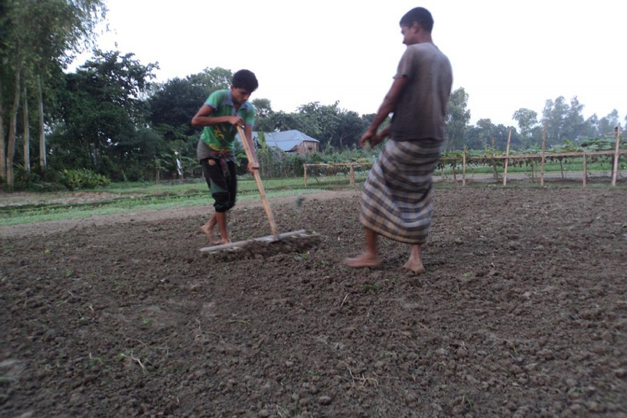 A couple of growers prepare a piece of land to produce an early variety of potato in Joypurhat on Sunday.		 	— FE Photo