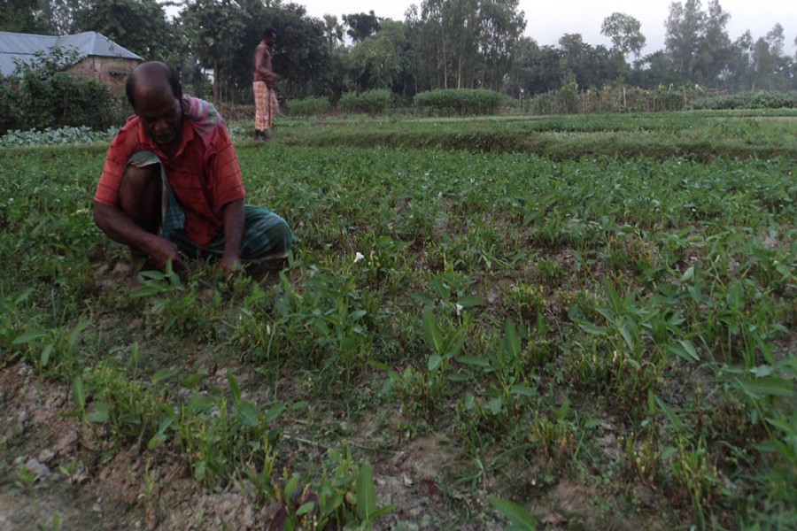 A farmer takes care of his water spinach land in Borkeder village under Kahaloo upazila of Bogra on Thursday.  	— FE Photo