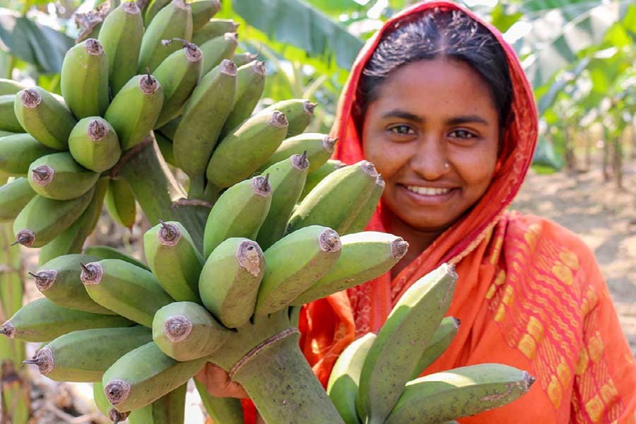 Banana farming gives solvency to Manikganj farmers