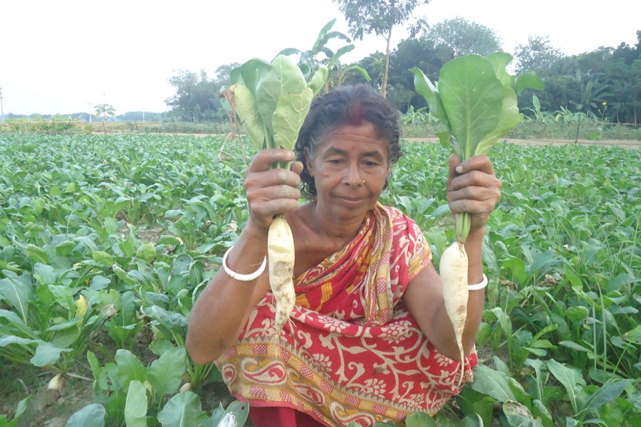 Phul Rani shows the radish grown in her vegetable field on Monday. 	— FE Photo