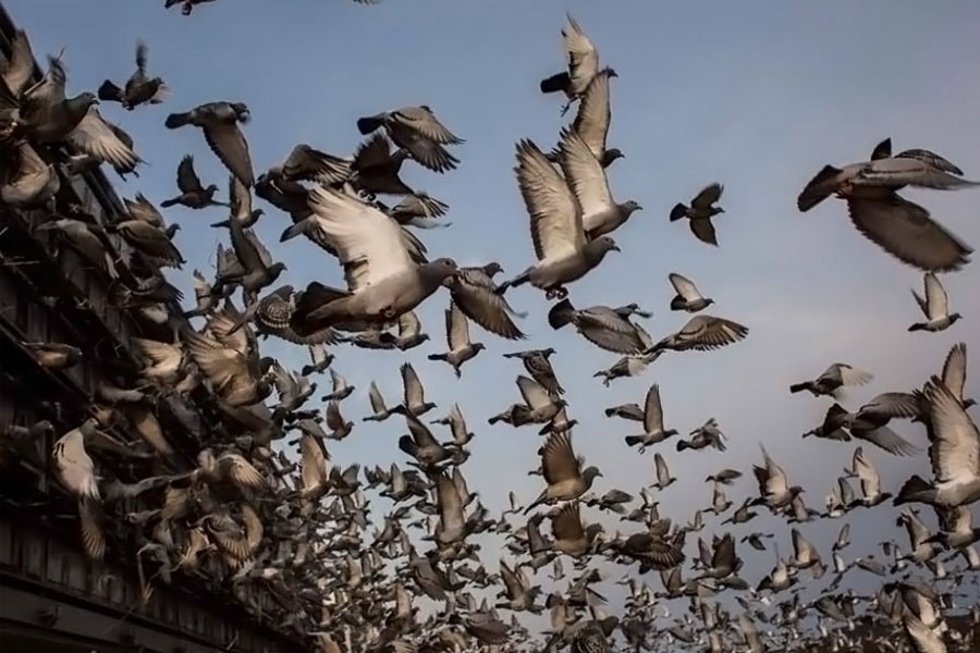 Pigeon racing in Bangladesh