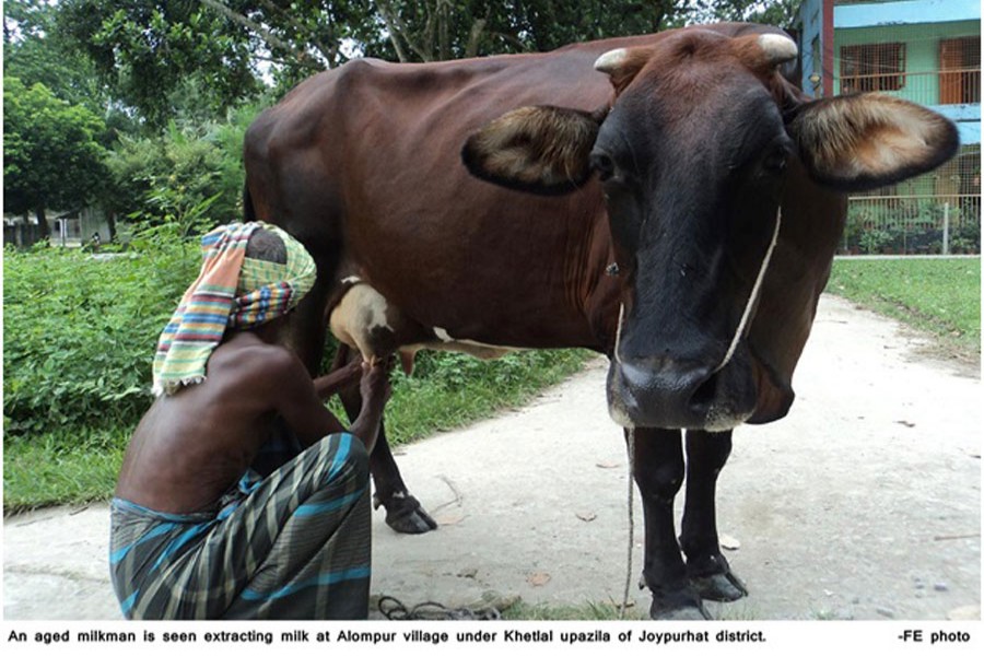 Dairy farming, a fortune maker for many in Joypurhat