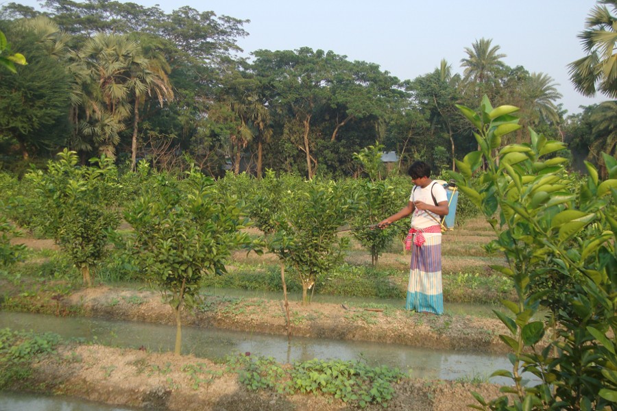 Malta grower Mafizur Rahma takes care of his orchard in Chandradighalia village under Gopalganj Sadar. 	— FE Photo