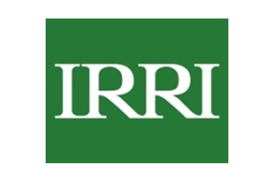 IRRI claims rice research breakthrough after 9yrs