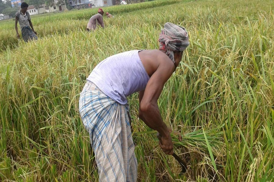 The growers have already begun preparing Boro seedbeds with much enthusiasm in different areas just after completing harvest of Aman paddy. FE Photo used only for representation